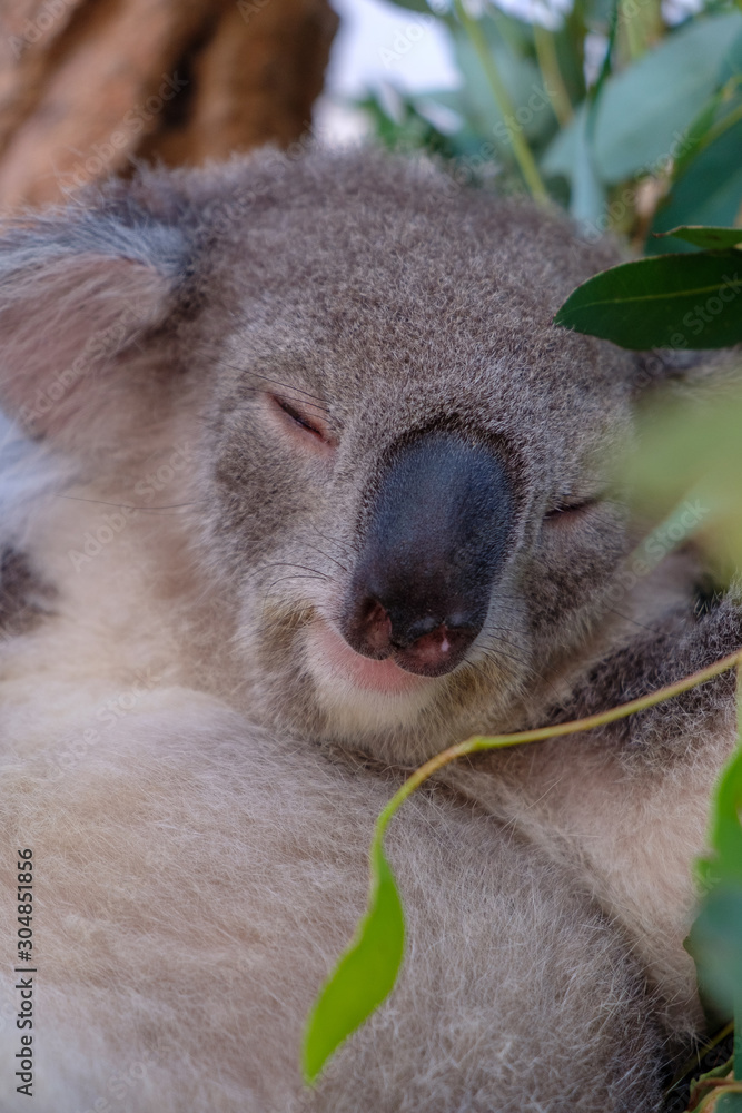 Sleepy koala - the most adorable creature on earth