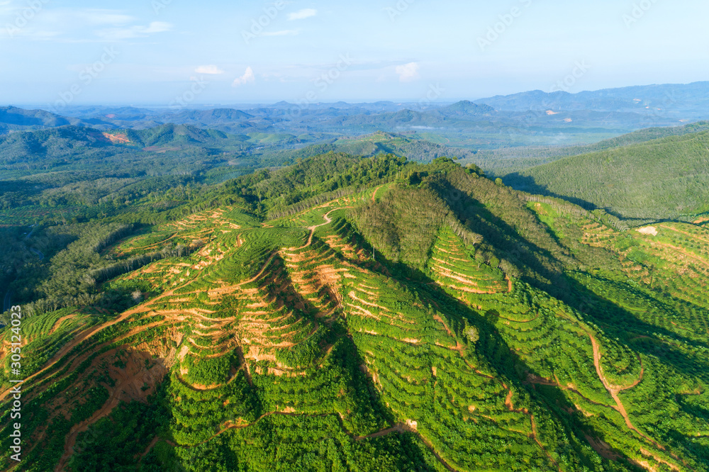 泰国攀加高山上的一排棕榈树种植园鸟瞰无人机拍摄