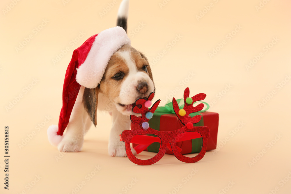 Cute beagle puppy with Christmas decor and gift on color background