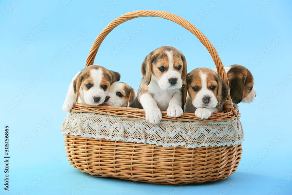 Cute beagle puppies in basket on color background