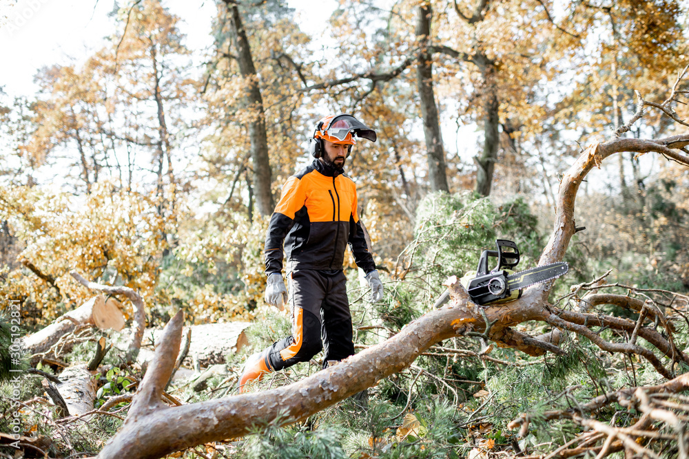 Professional lumberman in protective workwear walking to the felled tree during a logging work with 