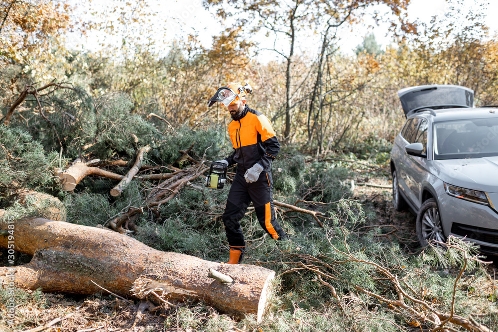 Professional lumberman in protective workwear sawing a tree trunk in the forest with his SUV car on 