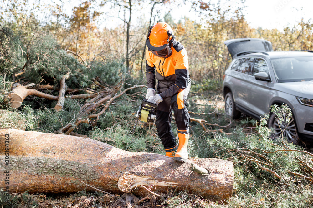 Professional lumberman in protective workwear sawing a tree trunk in the forest with his SUV car on 