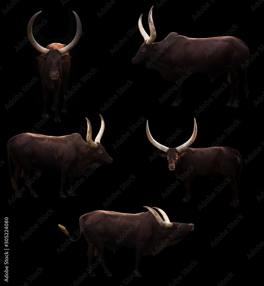 暗背景中的ankole watusi