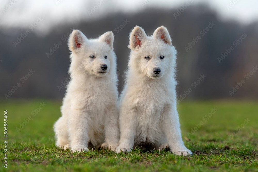 小狗可爱的白色瑞士牧羊犬在草地上的肖像