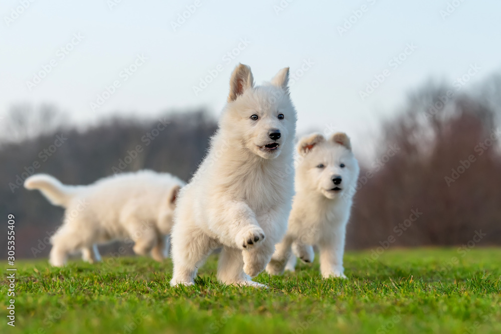 小狗可爱的白色瑞士牧羊犬在草地上的肖像