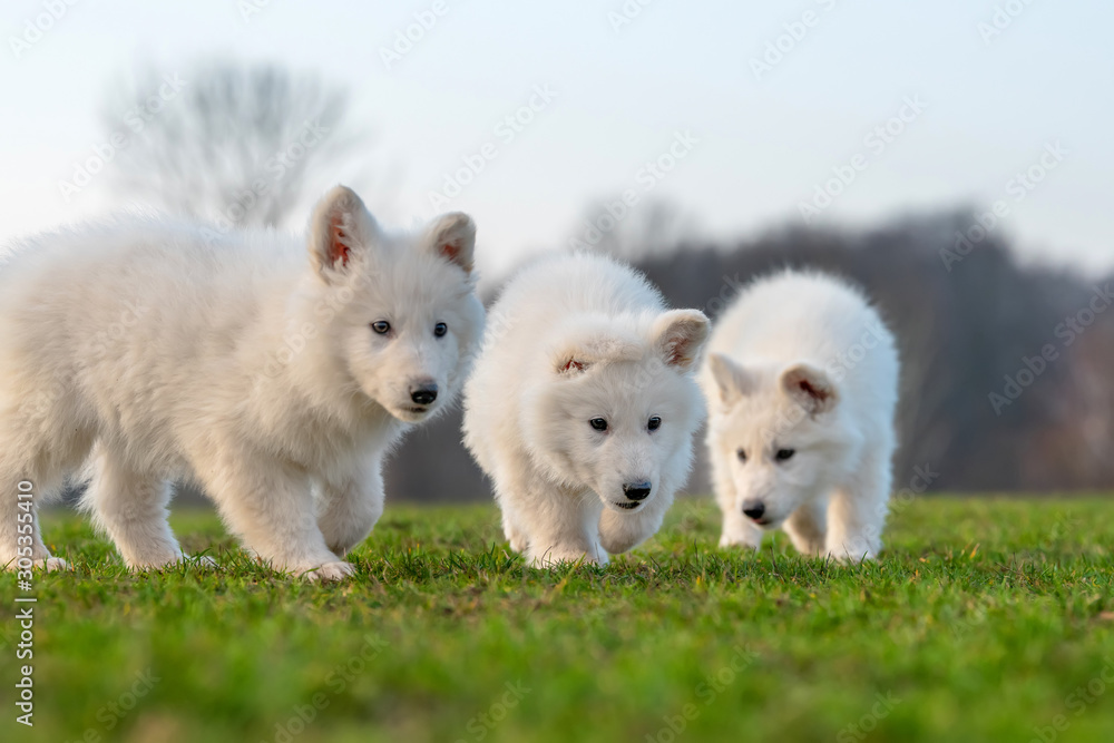 小狗可爱的白色瑞士牧羊犬在草地上的肖像