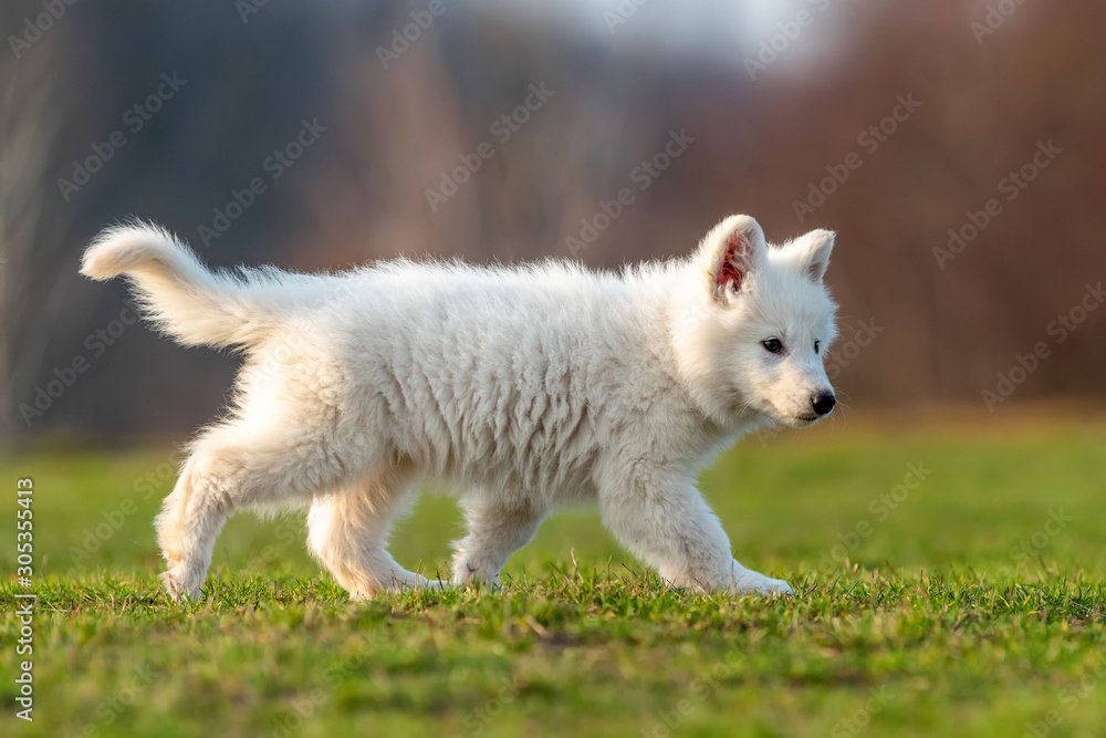 小狗可爱的白色瑞士牧羊犬在草地上的肖像