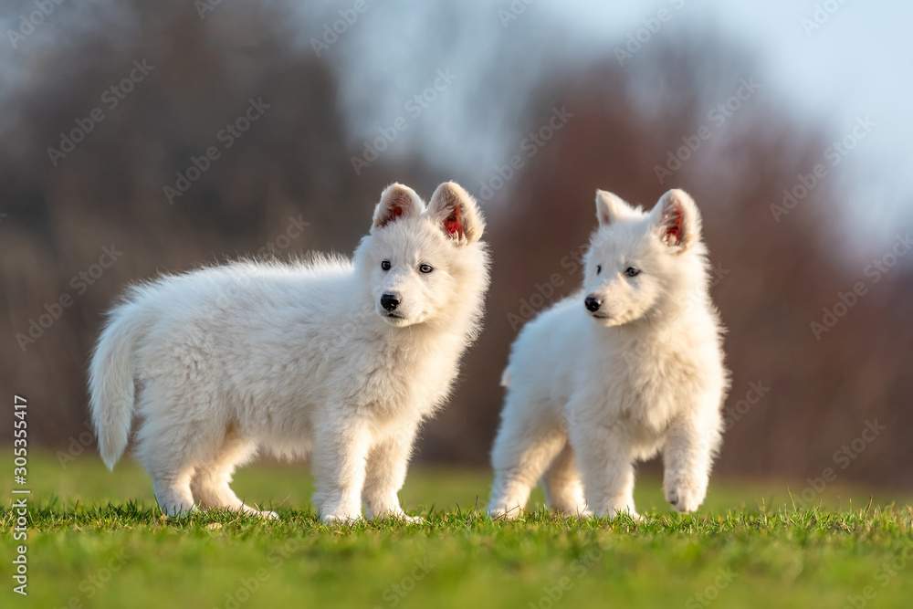 小狗可爱的白色瑞士牧羊犬在草地上的肖像