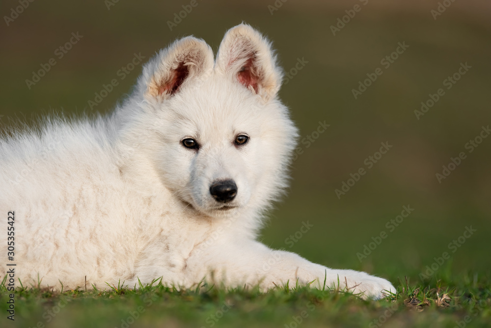 小狗可爱的白色瑞士牧羊犬在草地上的肖像