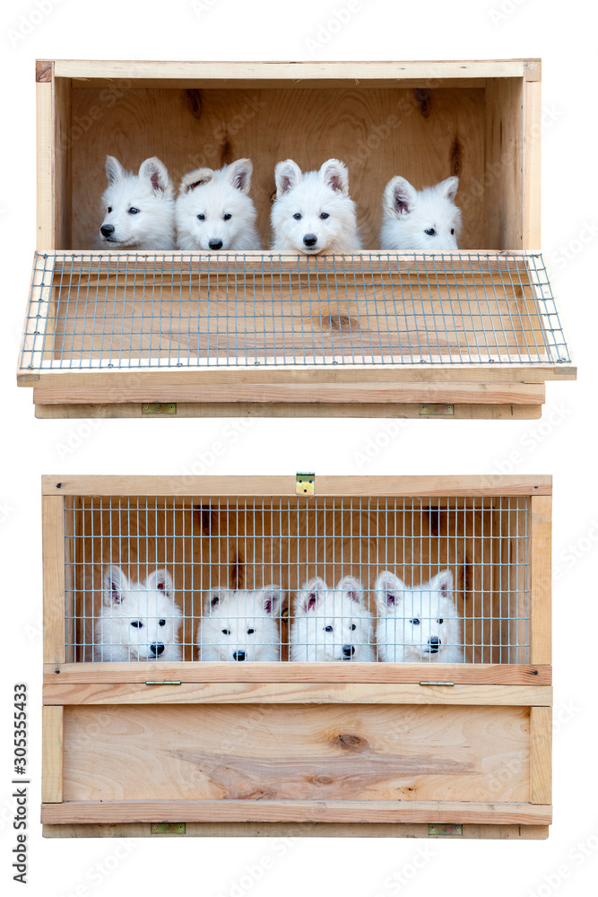 Puppy cute White Swiss Shepherd dog portrait in cage