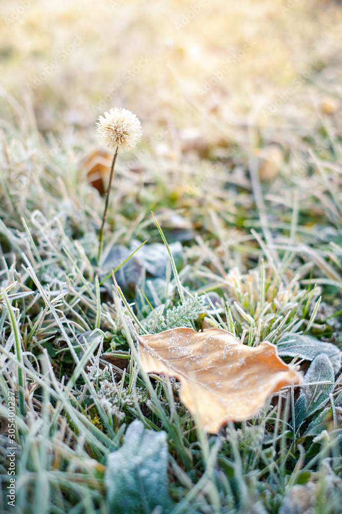 Frozen grass and yellow leaf covered by hoarfrost at sunrise