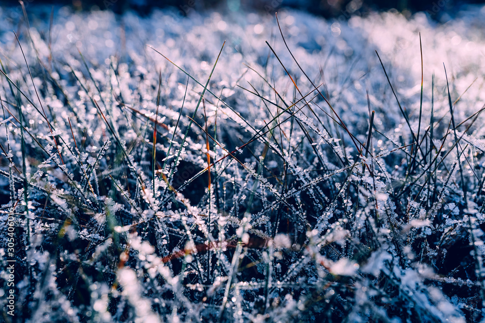 冰雪中的冬季纹理草