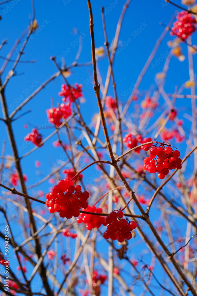 Guolder rose red berries on blue sky background