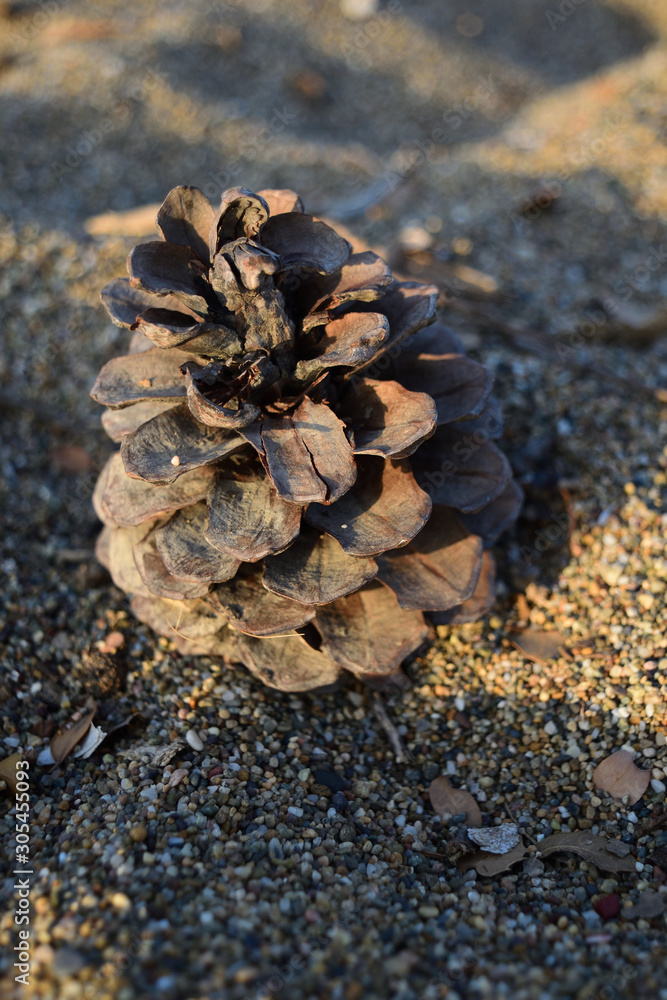 pine cone on the beach - turkish aegean island Gokceada