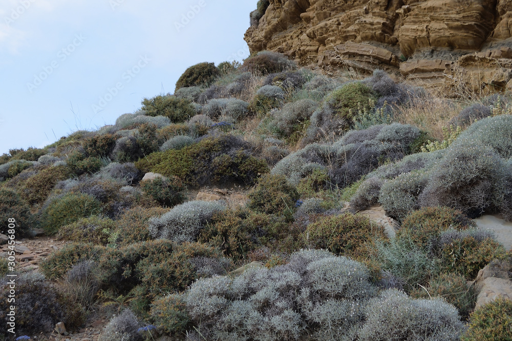 spontaneous flora on turkish aegean island Gokceada