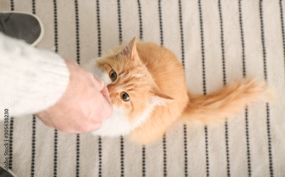 Man feeding cute cat in kitchen