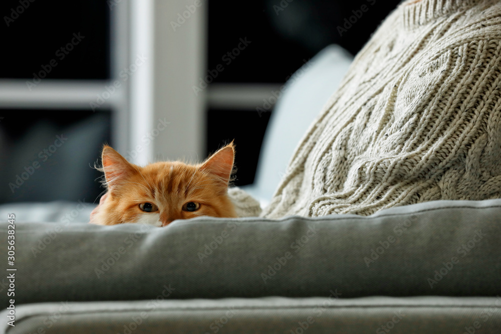 Cute cat with owner on sofa at home