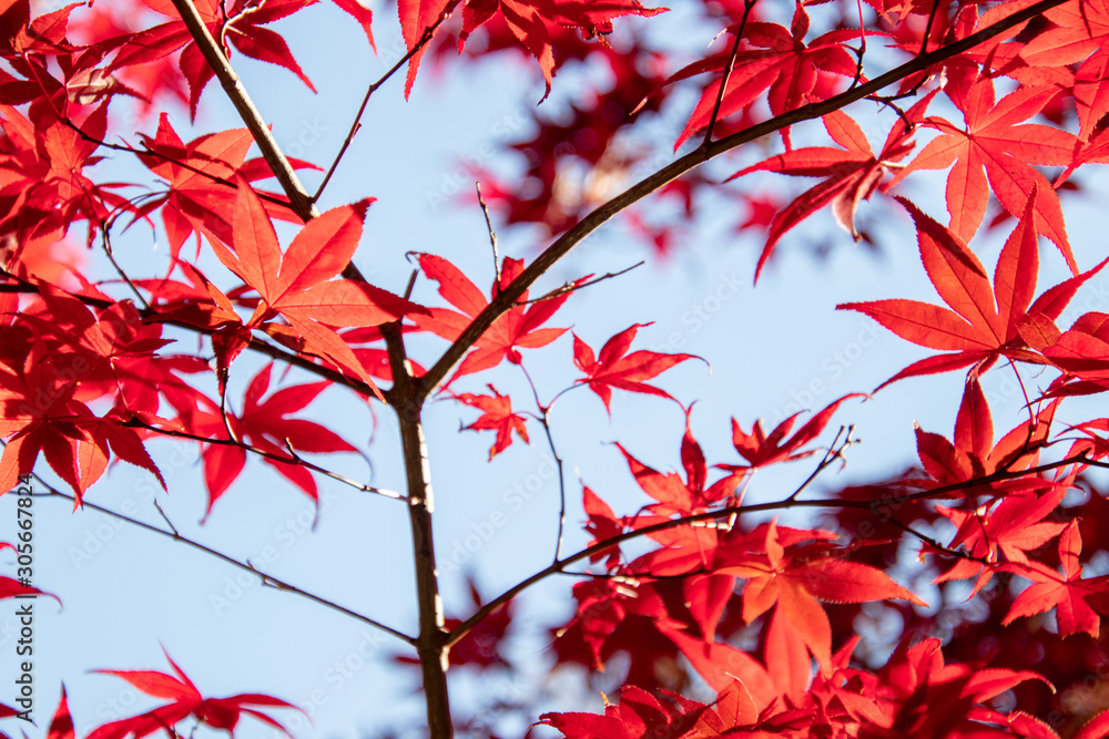 紅葉するもみじ