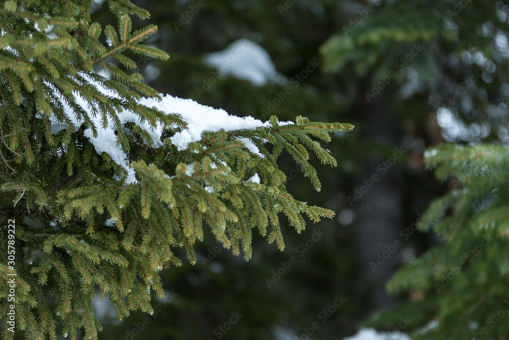 Snow on fir branches. Winter forest.