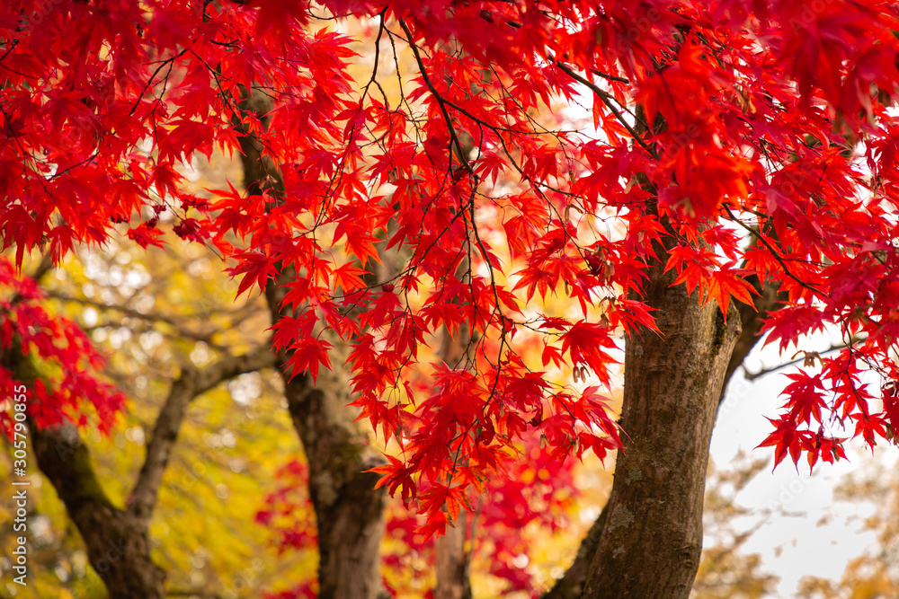 The picture of autumn leaves in the morning in the natural park