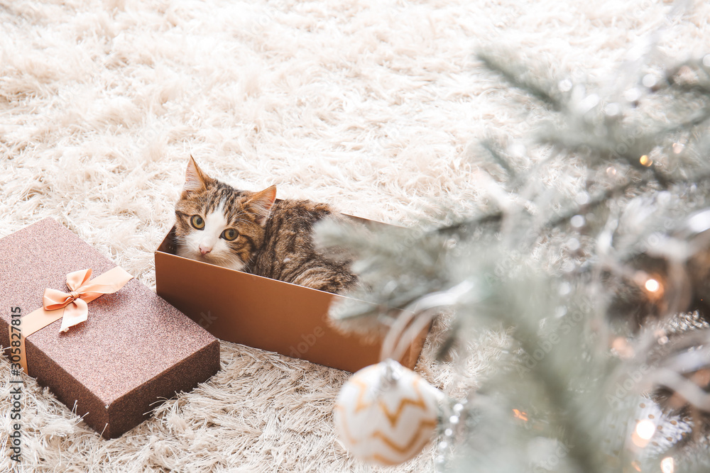 Cute funny cat in Christmas gift box at home