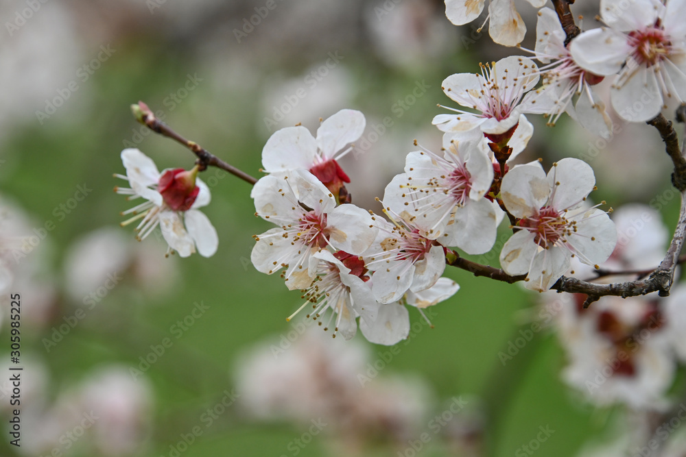 近景白樱花绿