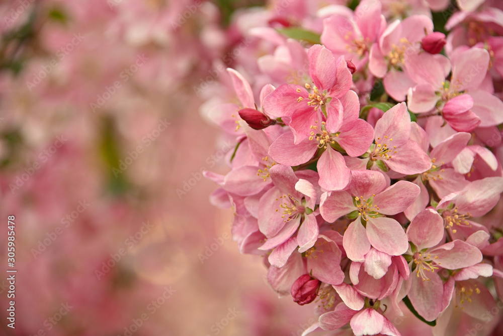 Close up pink Asian wild crabapple tree blossom