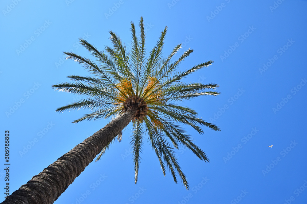 Close up palm tree leaves over clear blue sky