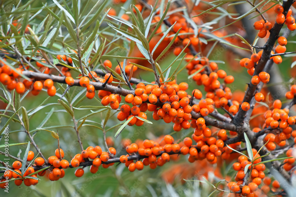 Close up branch of ripe orange autumn Hippophae