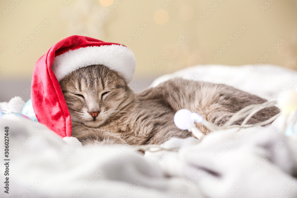 Cute funny cat in Santa hat lying on soft plaid