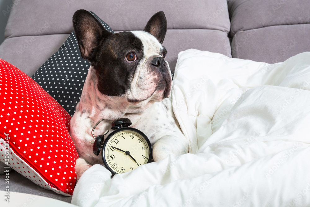 French bulldog waking up by alarm clock in the bed