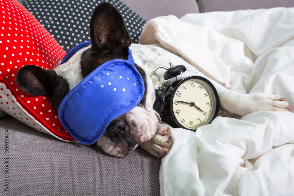 法国斗牛犬戴着睡眠面罩和闹钟睡在床上