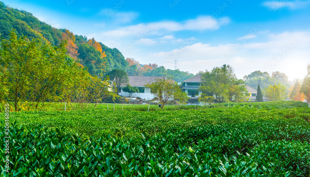 Origin of Longjing tea in West Lake of Hangzhou..