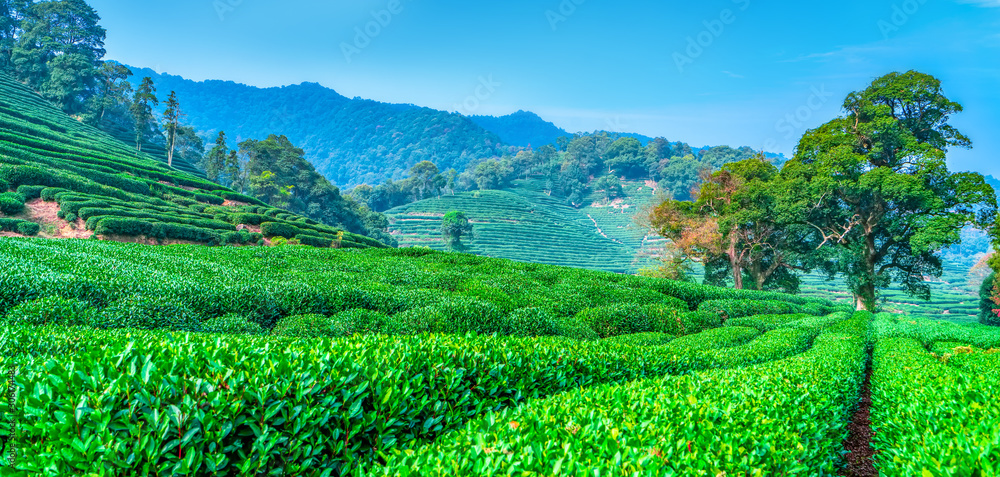 杭州西湖龙井茶的原产地……