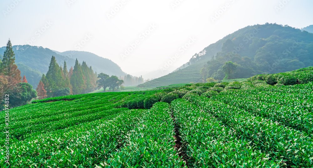 杭州西湖龙井茶的原产地……