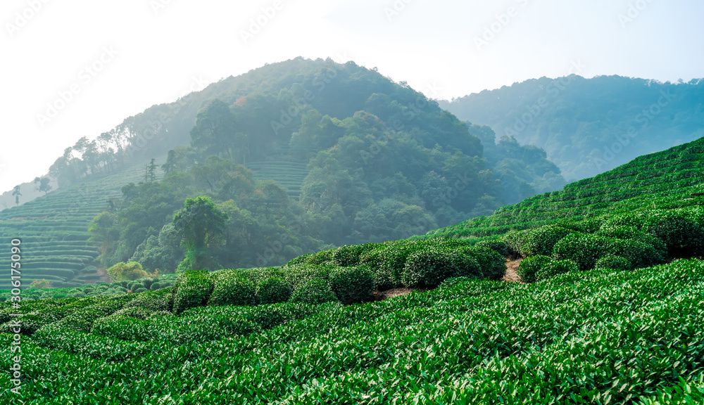 杭州西湖龙井茶的原产地……