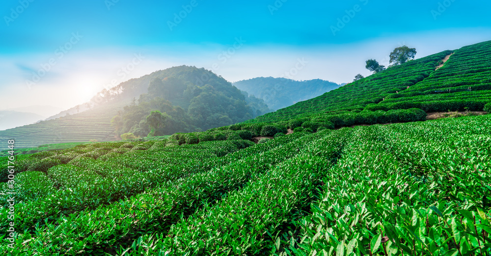 Origin of Longjing tea in West Lake of Hangzhou..