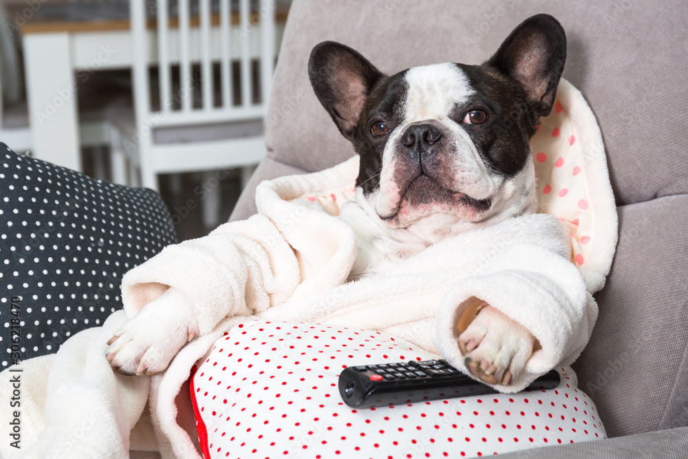 French bulldog in bathrobe watch tv with remote control in paw on the arm chair