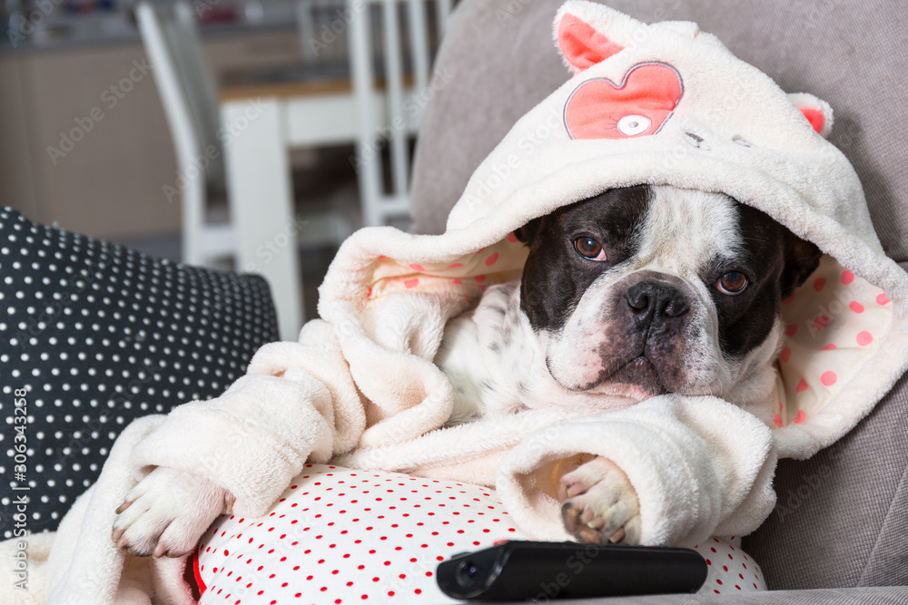 French bulldog in bathrobe watch tv with remote control in paw on the arm chair