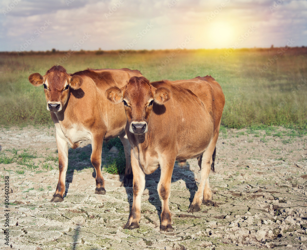 Steers in a farmland