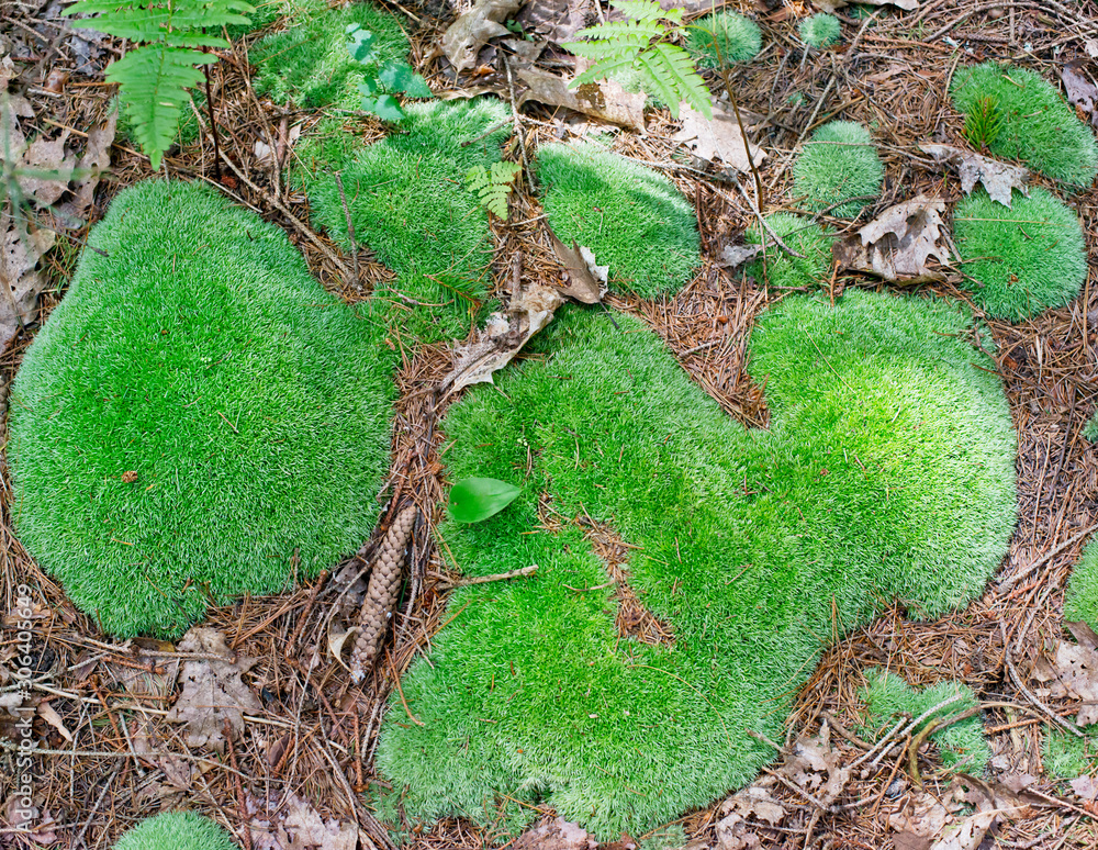 森林地面上美丽的绿色苔藓