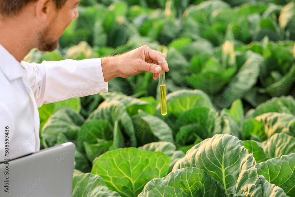 Male agricultural engineer working in field