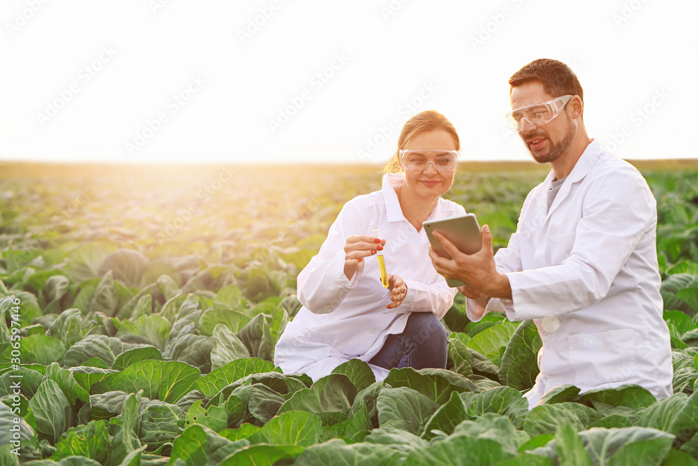 Agricultural engineers working in field