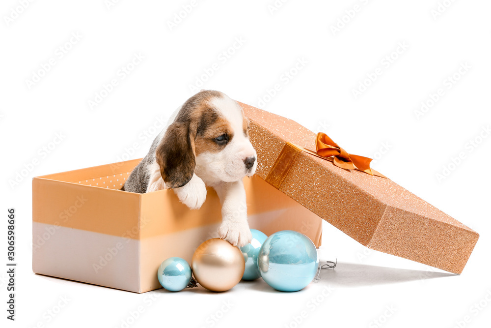 Cute beagle puppy in box and Christmas decor on white background