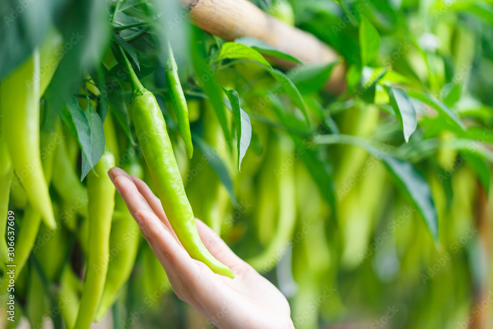 妇女在农场花园里手工采摘成熟的青辣椒或辣椒种植园