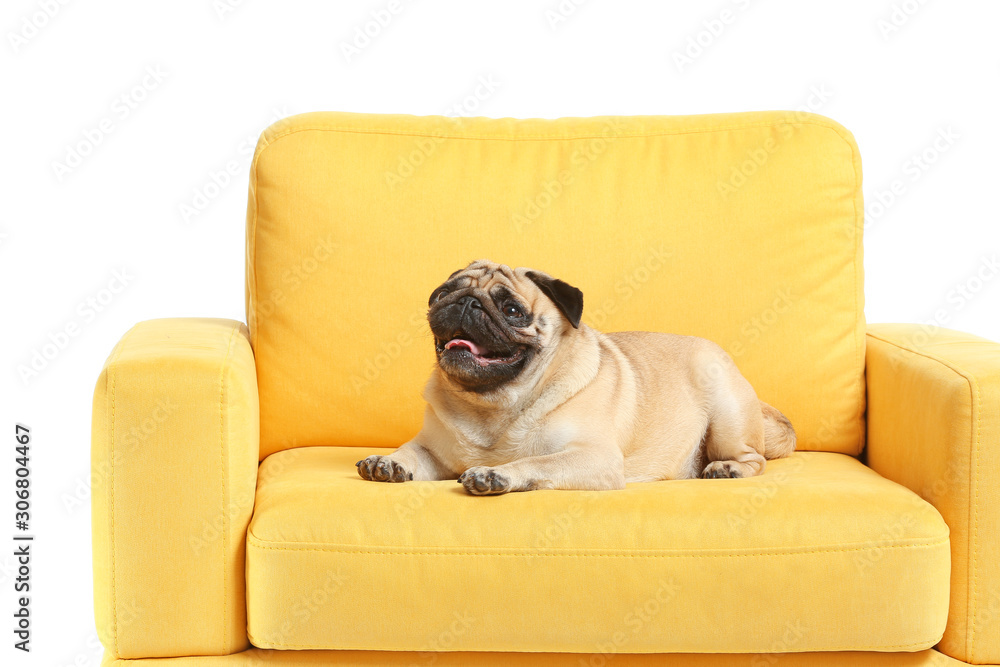 Cute pug dog on armchair against white background