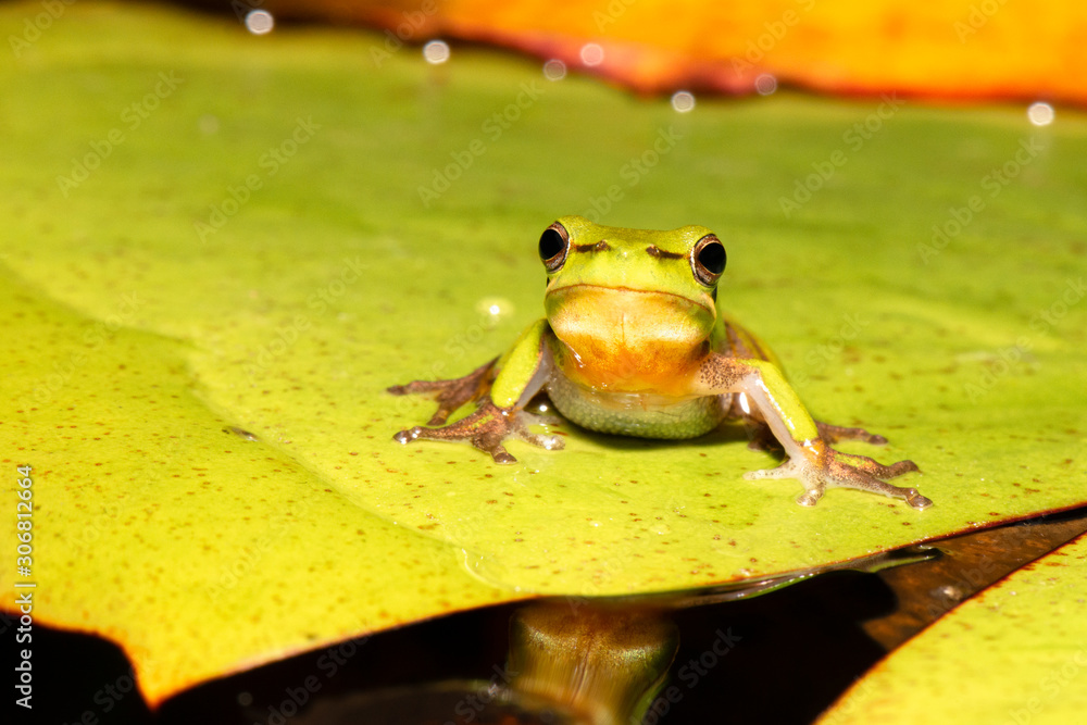 Close up of a Wallum sedge frog also known as a Olongburra frog.