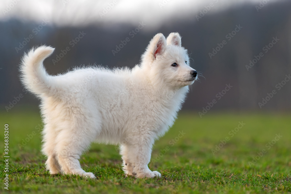 Puppy cute White Swiss Shepherd dog portrait on meadow