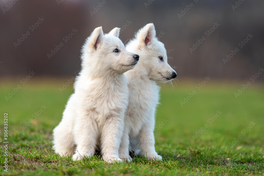 小狗可爱的白色瑞士牧羊犬在草地上的肖像